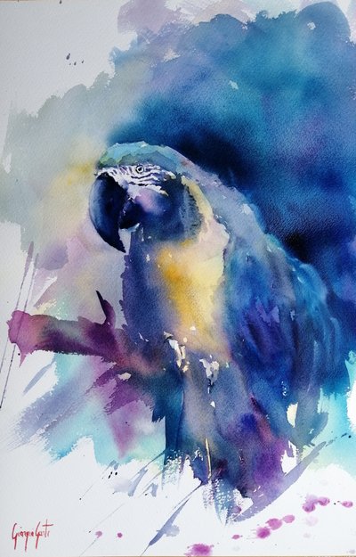 Ara bleu vif - Giorgio Gosti