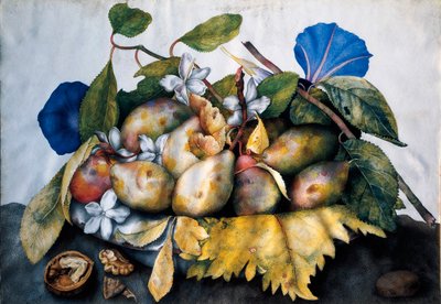 Assiette de prunes, jasmin et noix. Peinture sur parchemin de Giovanna Garzoni (1600-1670) - Giovanna Garzoni