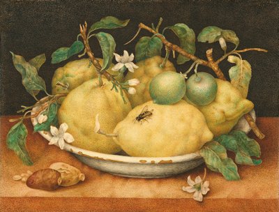 Nature morte avec bol de citrons - Giovanna Garzoni