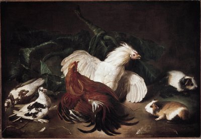 Nature morte avec animaux Poules et hamsters - Giovanni Agostino Cassana