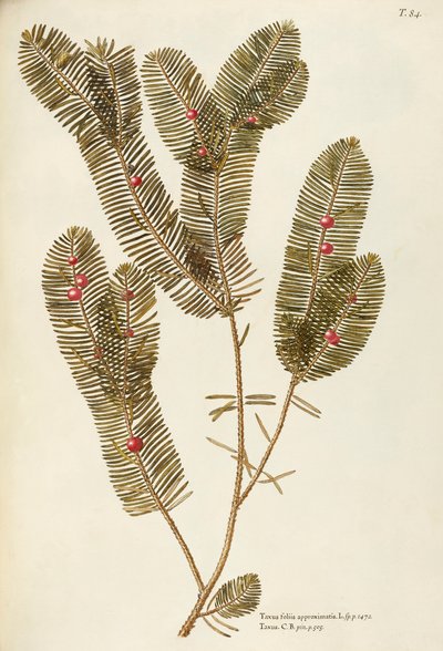 If européen (Taxus baccata), Taxaceae par Giovanni Antonio Bottione - Giovanni Antonio Bottione