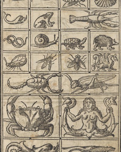 Essempio di recammi, page 11 recto, 1530 - Giovanni Antonio Tagliente