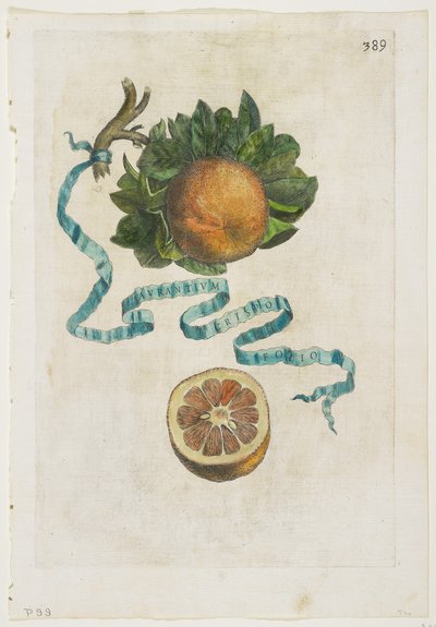 Aurantium Crispo Folio, de Hesperides, 1646 - Giovanni Battista Ferrari