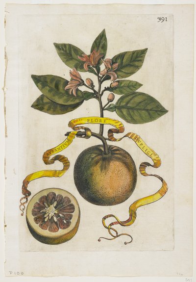 Aurantium Flore Duplici, de Hesperides, 1646 - Giovanni Battista Ferrari