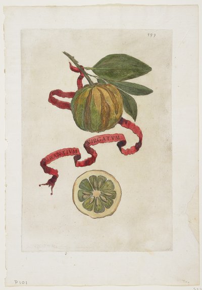 Aurantium Virgatum, de Hesperides, 1646 - Giovanni Battista Ferrari