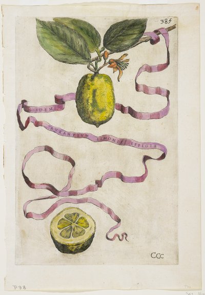 Idem Aurantium Limonis Effigle, de Hesperides, 1646 - Giovanni Battista Ferrari