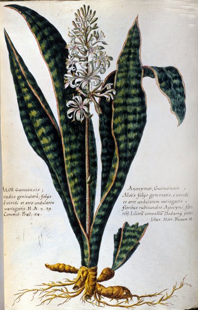 Aloe. Plante médicinale. Gravure - dans « Historia botanica practica, seu plantarum, quae ad usum medicinae pertinent, nomenclatura, descriptio et virtutes... » - Giovanni Battista Morandi
