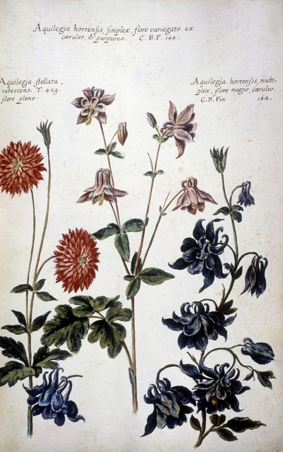 Planche botanique : trois types d