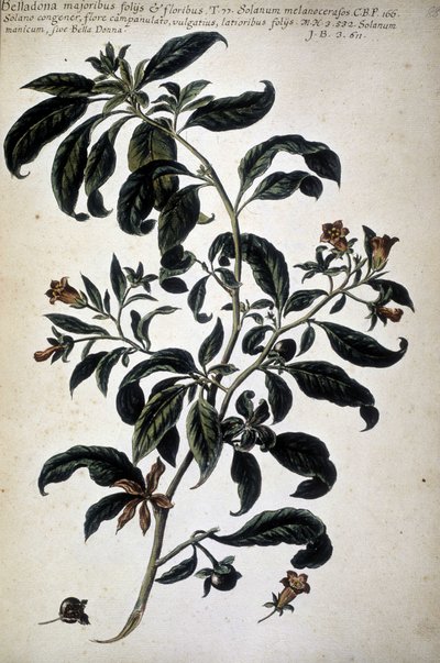 Tableau botanique : Belladone (Belladona Majoribus Folys) - Dans 