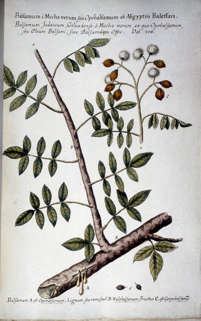 Opobalsamum (Branche avec sève) - Dans « Historia botanica pratica, seu plantarum, quae ad usum medianae relevant, nomenclatura, descriptio et virtutes... » par Giovanni Battista Morandi (? - 1761) - Giovanni Battista Morandi