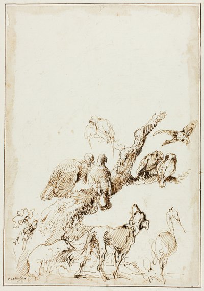Oiseaux et animaux autour d