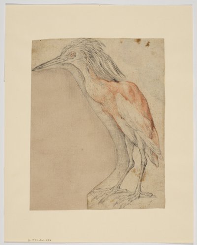 Héron, recto (craie sur papier) - Giovanni da Udine (after)