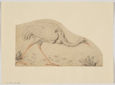 Autruche et sauterelle - Giovanni da Udine (after)