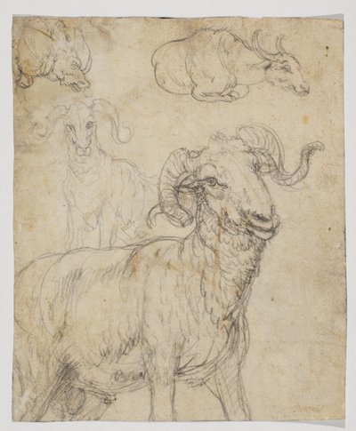 Bélier et buffle, verso (dessin à la craie et aquarelle) - Giovanni da Udine (after)