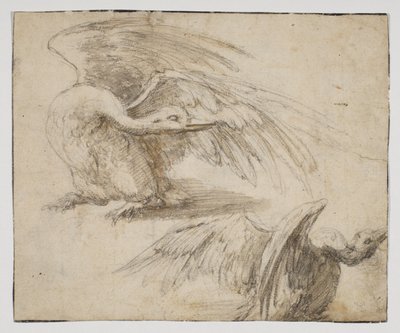 Deux cygnes, recto - Giovanni da Udine (after)