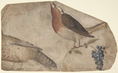 Oiseau mangeant des raisins recto, tigresse verso - Giovanni da Udine