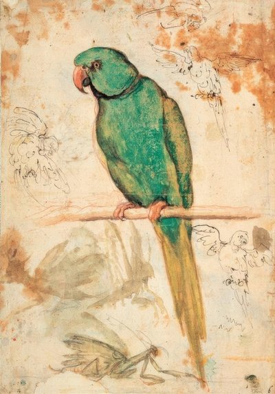 Perroquet vert et croquis de perroquets et de mante religieuse - Giovanni da Udine