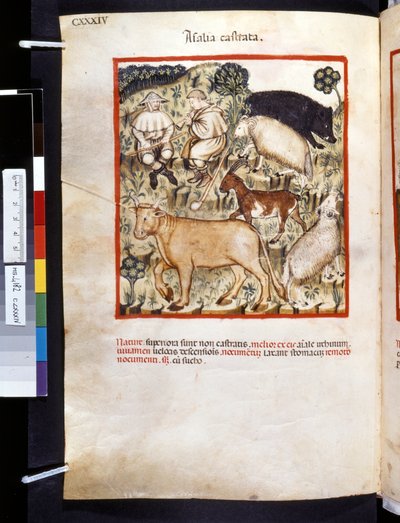 Theatrum sanitatis par Ububchasym de Baldach: 