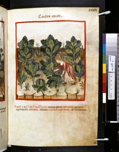 Theatrum sanitatis par Ububchasym de Baldach : 
