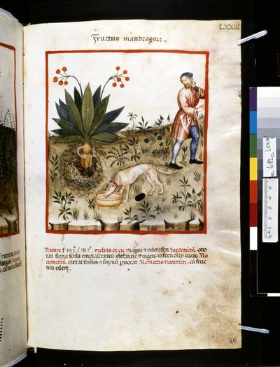 Theatrum sanitatis par Ububchasym de Baldach : 
