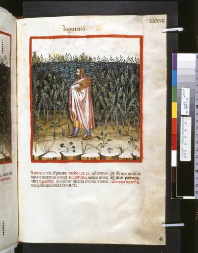Theatrum sanitatis par Ububchasym de Baldach : 