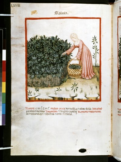 Theatrum sanitatis par Ububchasym de Baldach: 