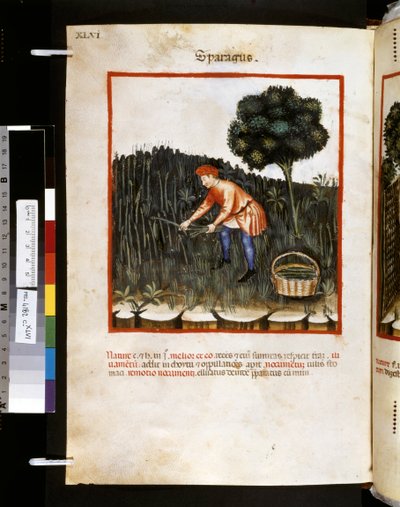 Theatrum sanitatis par Ububchasym de Baldach : 