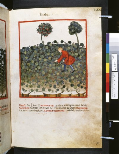 Theatrum sanitatis par Ububchasym de Baldach: 
