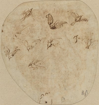 Oiseaux en vol [verso] - Girolamo Mazzola Bedoli