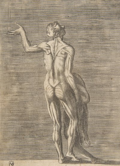 Homme écorché avec la main gauche sur la hanche, tenant la peau dans la main droite, vers 1531-76 - Giulio Bonasone