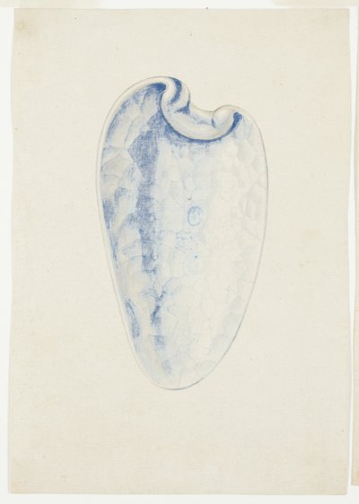 Aperçu de la coquille allongée de lavande - Giuseppe Grisoni