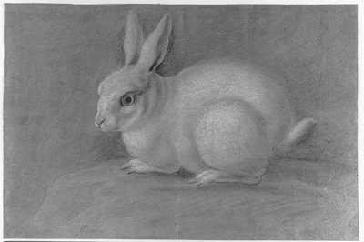 Lapin blanc - Giuseppe Paganelli