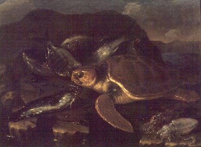 Nature morte avec un poisson et une tortue - Giuseppe Recco
