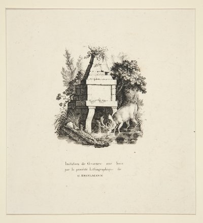 Cerf buvant - Godefroy Engelmann