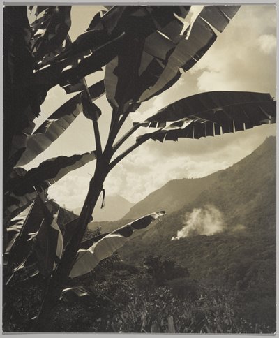 Matin sous les tropiques - Gordon C. Abbott