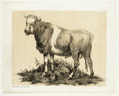 Le taureau - Gottfried Engelmann