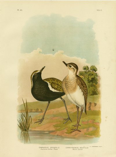 Pluvier doré australien ou Pluvier doré du Pacifique - Gracius Broinowski
