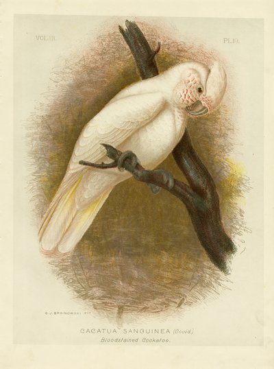 Cacatoès taché de sang - Gracius Broinowski