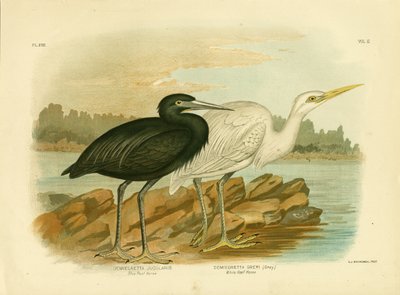 Héron récif bleu, 1891 - Gracius Broinowski