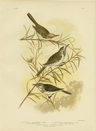Méliphage à front fauve, 1891 - Gracius Broinowski