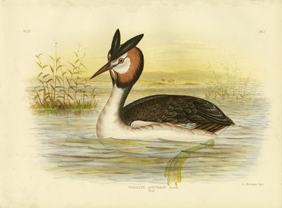 Grèbe huppé, 1891 - Gracius Broinowski