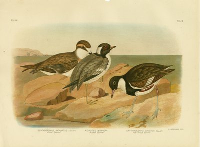 Pluvier masqué, 1891 - Gracius Broinowski