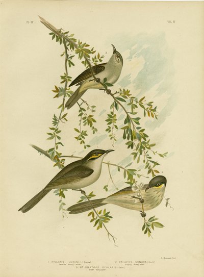 Méliphage de Lewin, 1891 - Gracius Broinowski