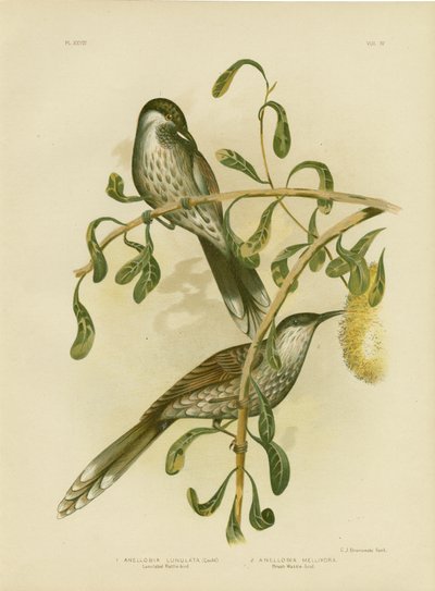 Petit Oiseau à Lunules, 1891 - Gracius Broinowski