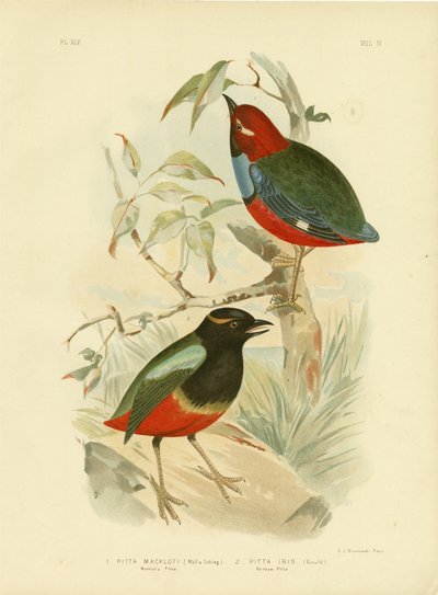 Pitta de Macklot, 1891 - Gracius Broinowski