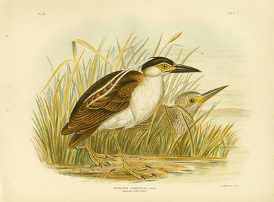 Bihoreau nankeen, 1891 - Gracius Broinowski