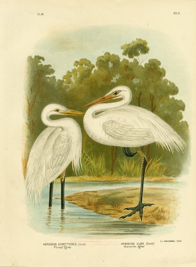 Aigrette plumée ou Aigrette intermédiaire - Gracius Broinowski