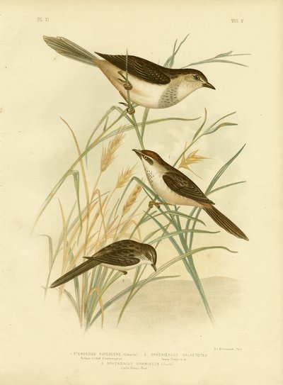 Cincloramphus teinté de roux ou Rufous Songlark, 1891 - Gracius Broinowski