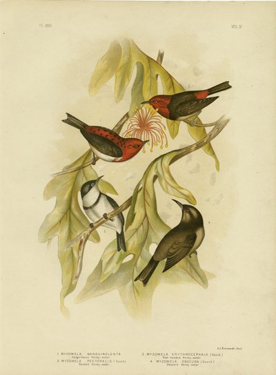 Méliphage sanguin, 1891 - Gracius Broinowski