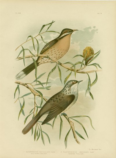 Méliphage à joues épineuses, 1891 - Gracius Broinowski